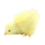 Chick Plush Toy